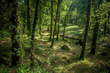 Fototapeta na wymiar bonita floresta no norte de Portugal, parque Peneda dos Gerês