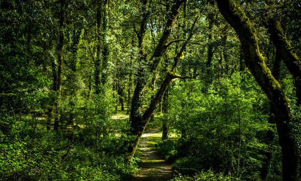 bonita floresta no norte de Portugal, parque Peneda dos Ger&ecirc;s