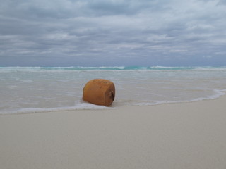 Coconut in the water