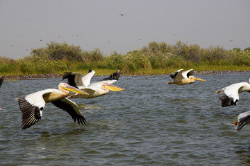 Great white pelicans (Senegal river, Djoudj)