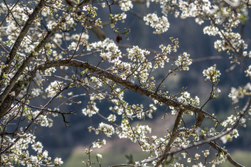 Reneclaudenblüten