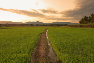 Fototapeta premium Beautiful scenery of paddy field at morning in Sabah North Borneo, Background of paddy field in natural green, golden color