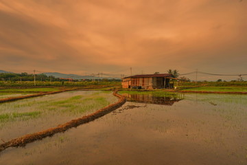 Fototapeta na wymiar Beautiful scenery of paddy field at morning in Sabah North Borneo, Background of paddy field in natural green, golden color