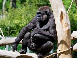 Gorillas in the sun, Berlin Zoo, Germany