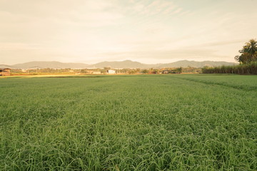 Beautiful scenery of paddy field at morning in Sabah North Borneo, Background of paddy field in...