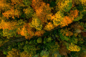 Top view of colorful trees in fall season, beauty in nature.