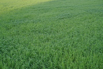 Beautiful scenery of paddy field at morning in Sabah North Borneo, Background of paddy field in...