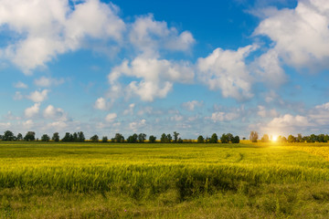 Golden wheat field in the light of sunrise.