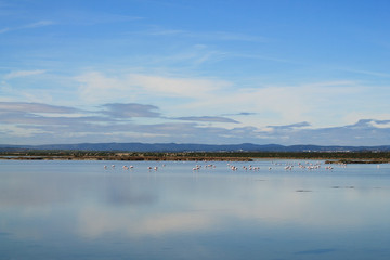 Palavas les Flots, Etang du Grec, Beautiful Pink flamingos in Camargue pond, botanical and...