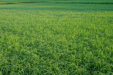 Beautiful scenery of paddy field at morning in Sabah North Borneo, Background of paddy field in...
