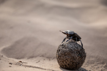 Dung Beetle