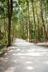 Fototapeta premium magic forest