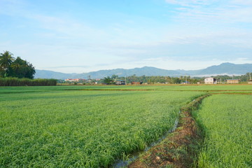 Beautiful scenery of paddy field at morning in Sabah North Borneo, Background of paddy field in natural green, golden color