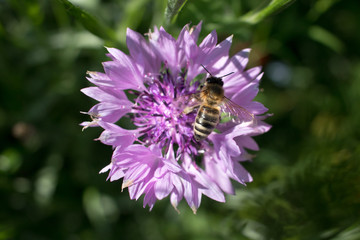 Spring Flower on a meadow