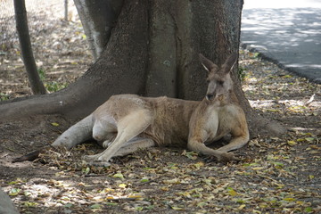 Kangaroo at Lone Pine Koala Sanctuary