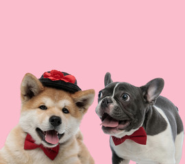team of akita inu and french bulldog on pink background