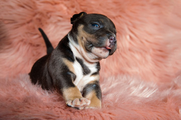 Clumsy American Bully puppy panting and stepping