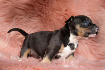 Side view of an American Bully puppy looking away curiously