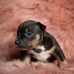 little american bully puppy on a pink fur background