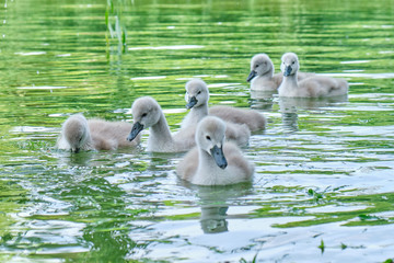 Baby swans swim close together on a pond - close up.