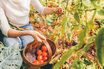 Gardening and agriculture concept. Woman farm worker hands with basket picking fresh ripe organic tomatoes. Greenhouse produce. Vegetable food production. Tomato growing in greenhouse.