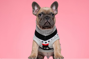 cute small french bulldog in costume looking to side