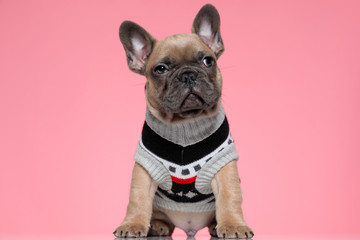 cute young french bulldog in costume looking to side