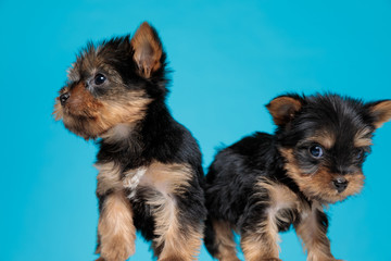 team of two yorkshire terrier looking to side