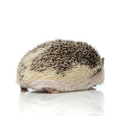 Side-rear view of hedgehog walking