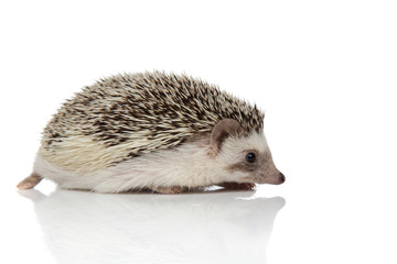 Side view of eager hedgehog walking