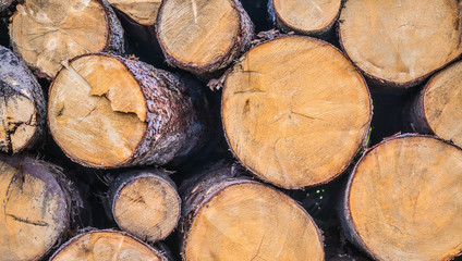 Forest pine and spruce trees. Log trunks pile,  the logging timber wood industry.