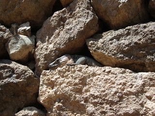 Lizard from Canary Islands - Lacertidae