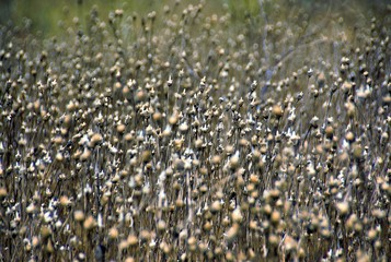 many dried plants in selective focus