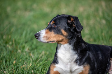 Appenzeller Mountain Dog, portrait of a dog close-up.