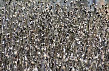 many dried plants in selective focus