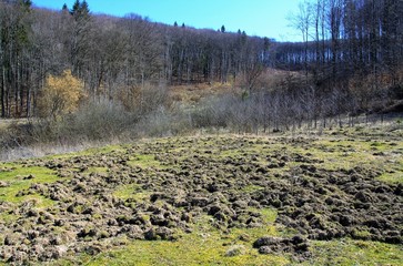 Field Dug Wild Boars