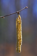 a flower of Corylus avellana
