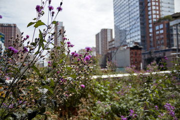 Fototapeta na wymiar Plants in New York