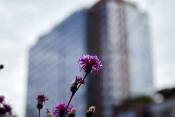 Single purple flower