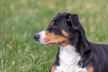 Appenzeller Mountain Dog, portrait of a dog close-up.