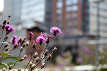 Purples flowers in foreground