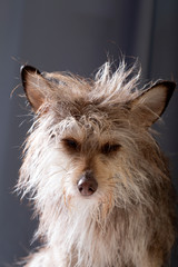 Cute funny fluffy dog portrait