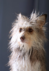 Naklejka premium Cute fluffy dog portrait in backlight on a dark background