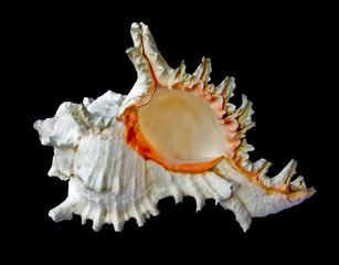 Close up of seashell