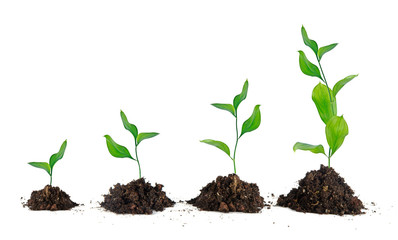 Four plants on white background