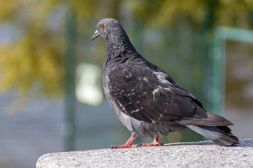 City pigeon