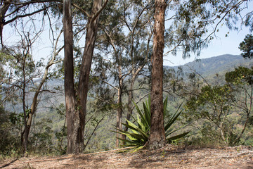 Mountain landscape with plants and trees