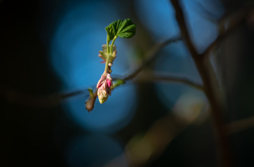 Selective focus close up of tiny new green leaves and pink flower bud