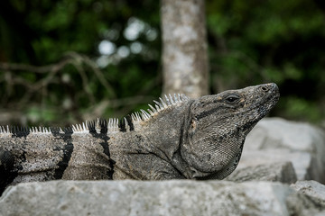 Iguana at Mexico coast