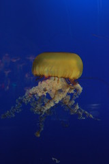 jellyfish in water